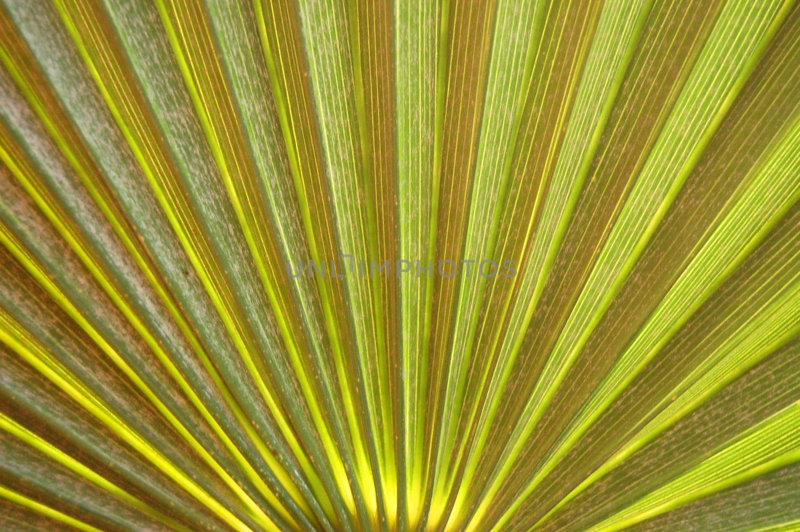 Close-up of fresh palm leaf