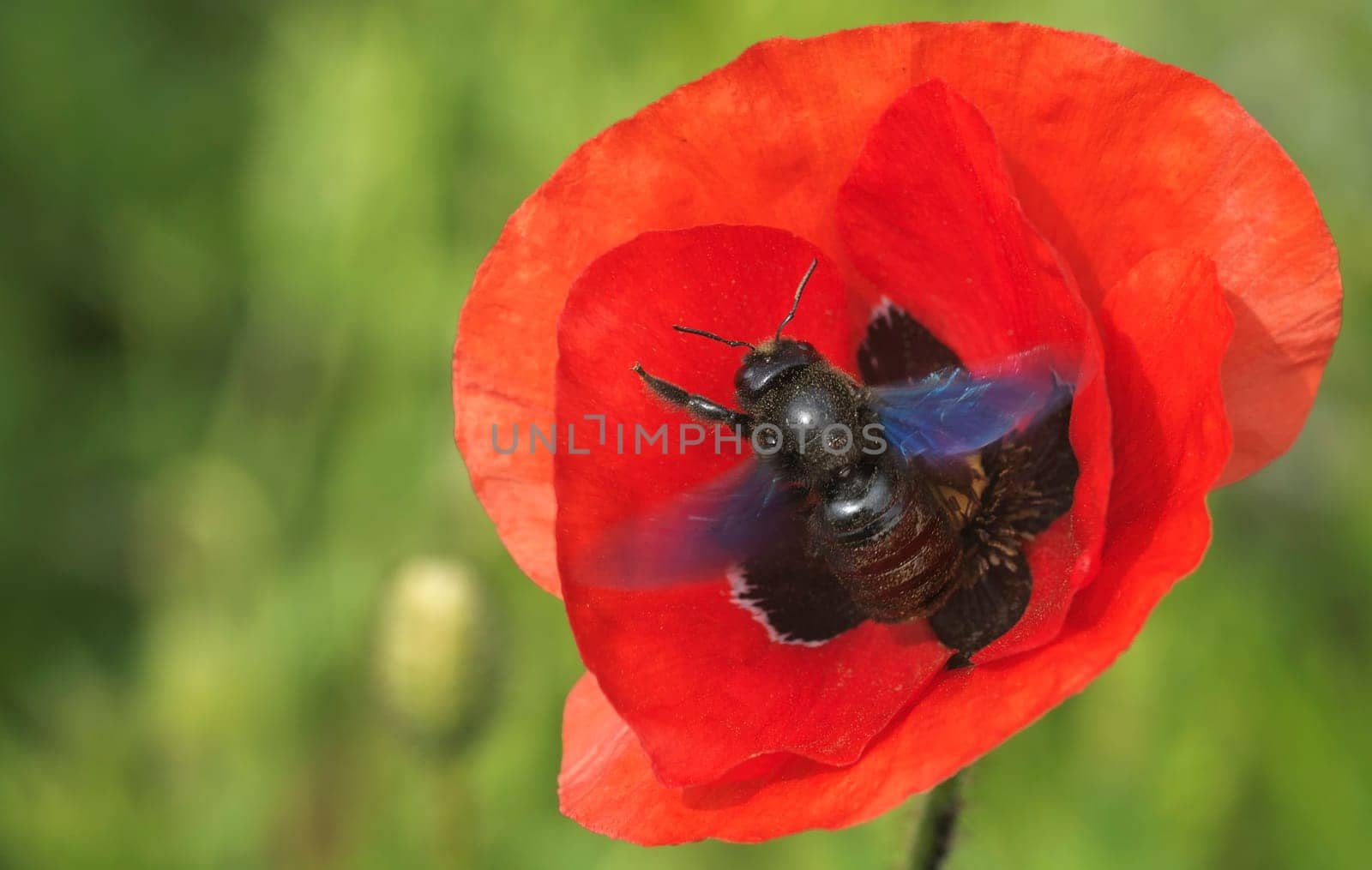 Large black wood bee,wood bee,Xylocopa violacea,poppy,poppy,hymenoptera,insect,large wood bee