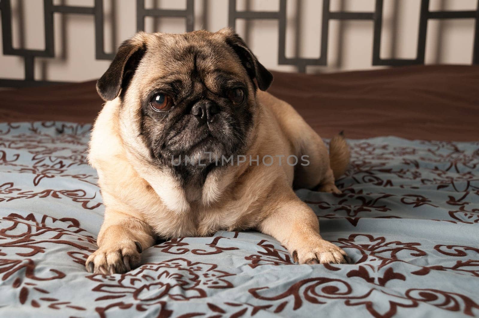 Pug Laying Down on Bed
