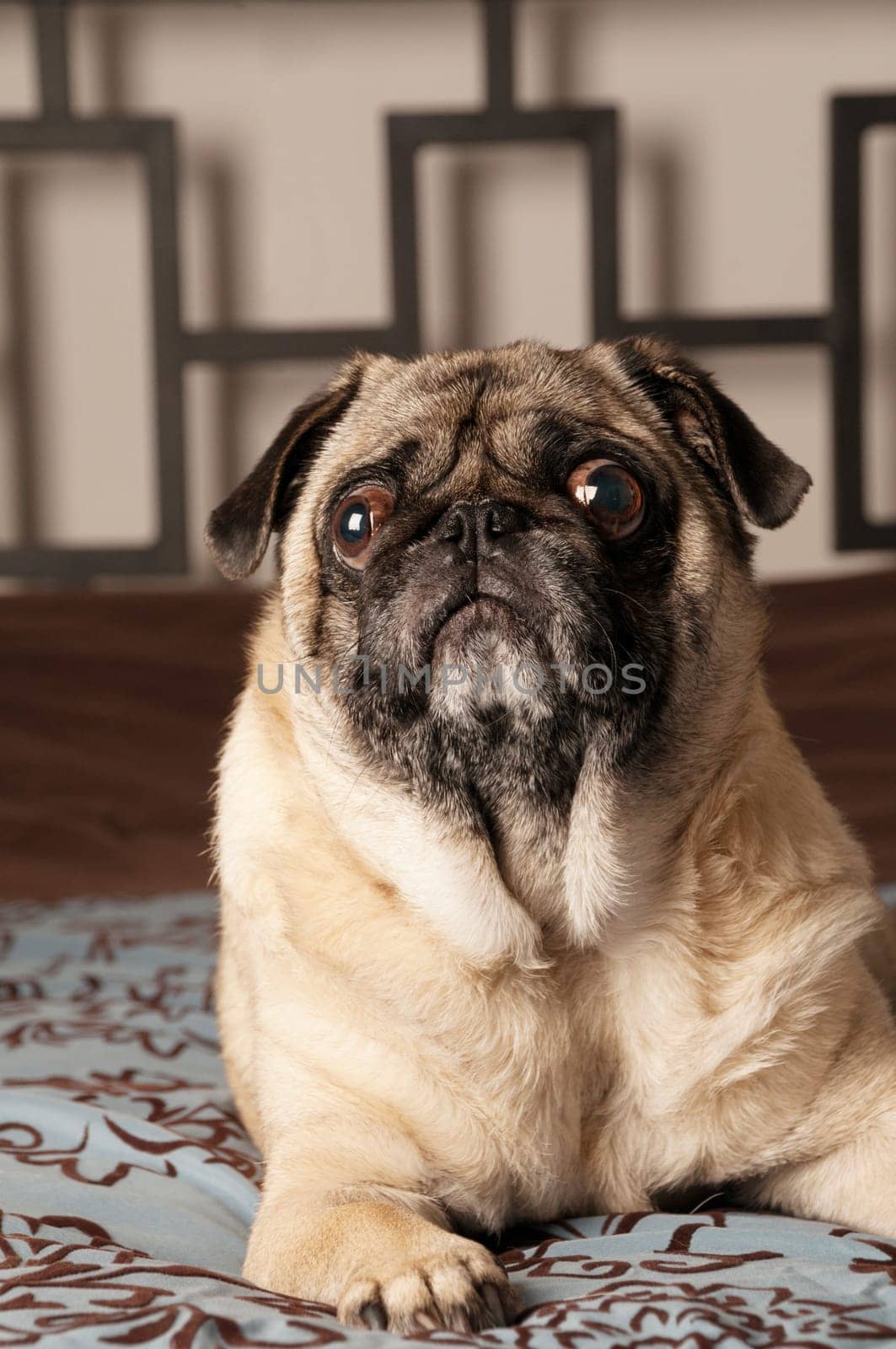 Pug Laying Down on Bed