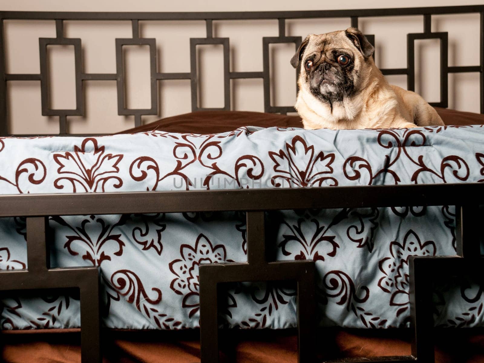 Pug Laying Down on Bed