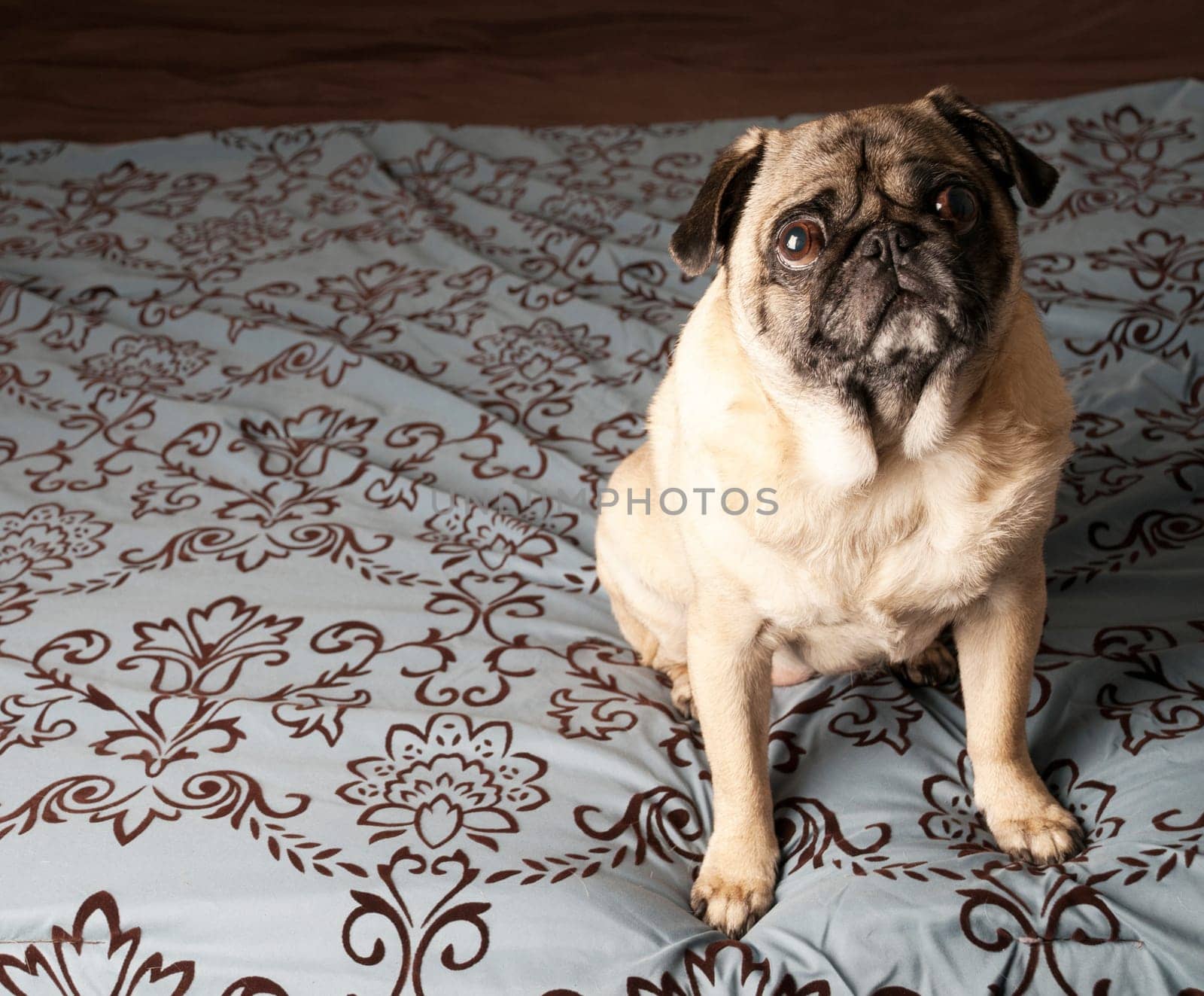 Pug Sitting Down on Bed with Expressive Face.