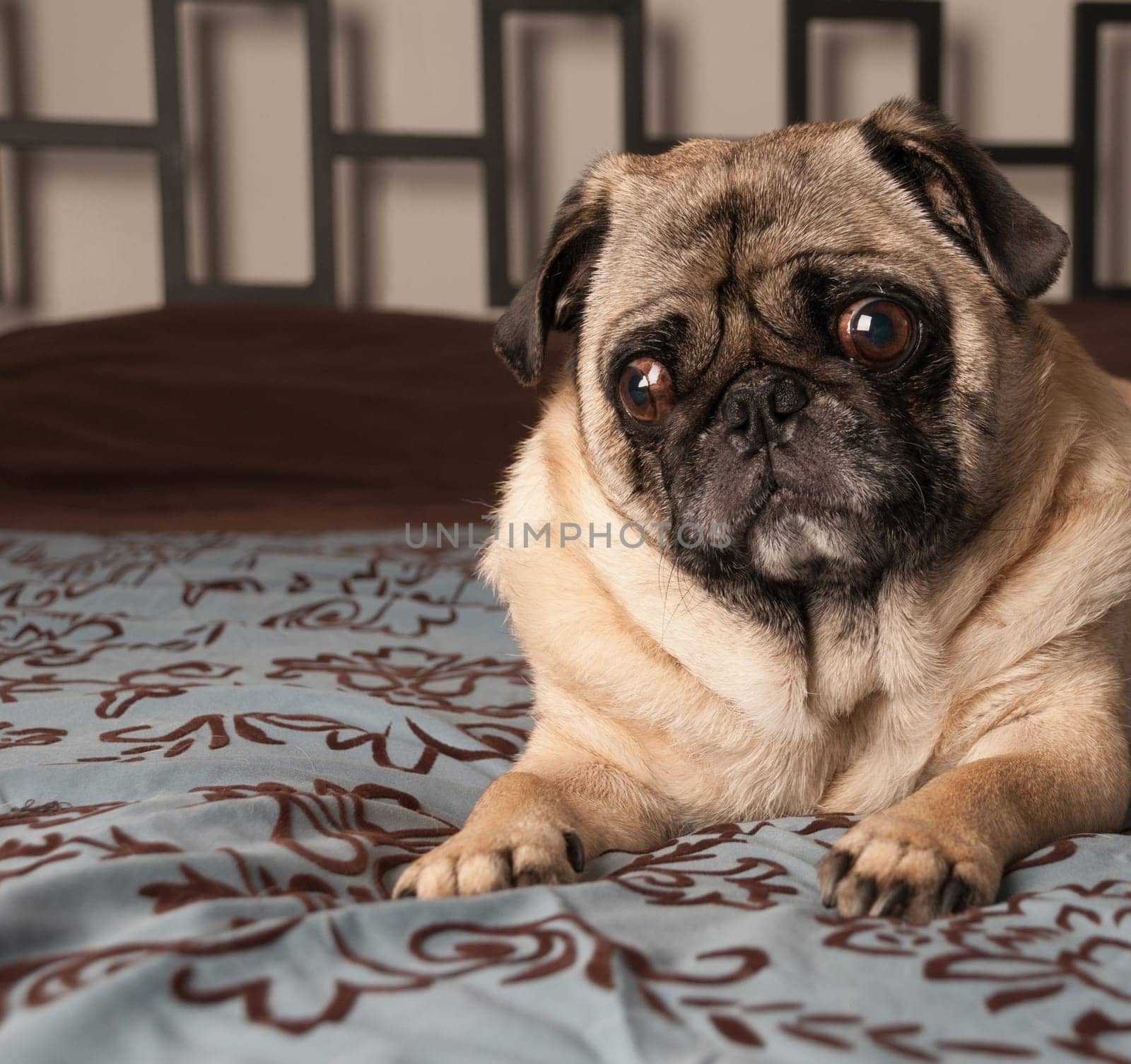 Pug Laying Down on Bed