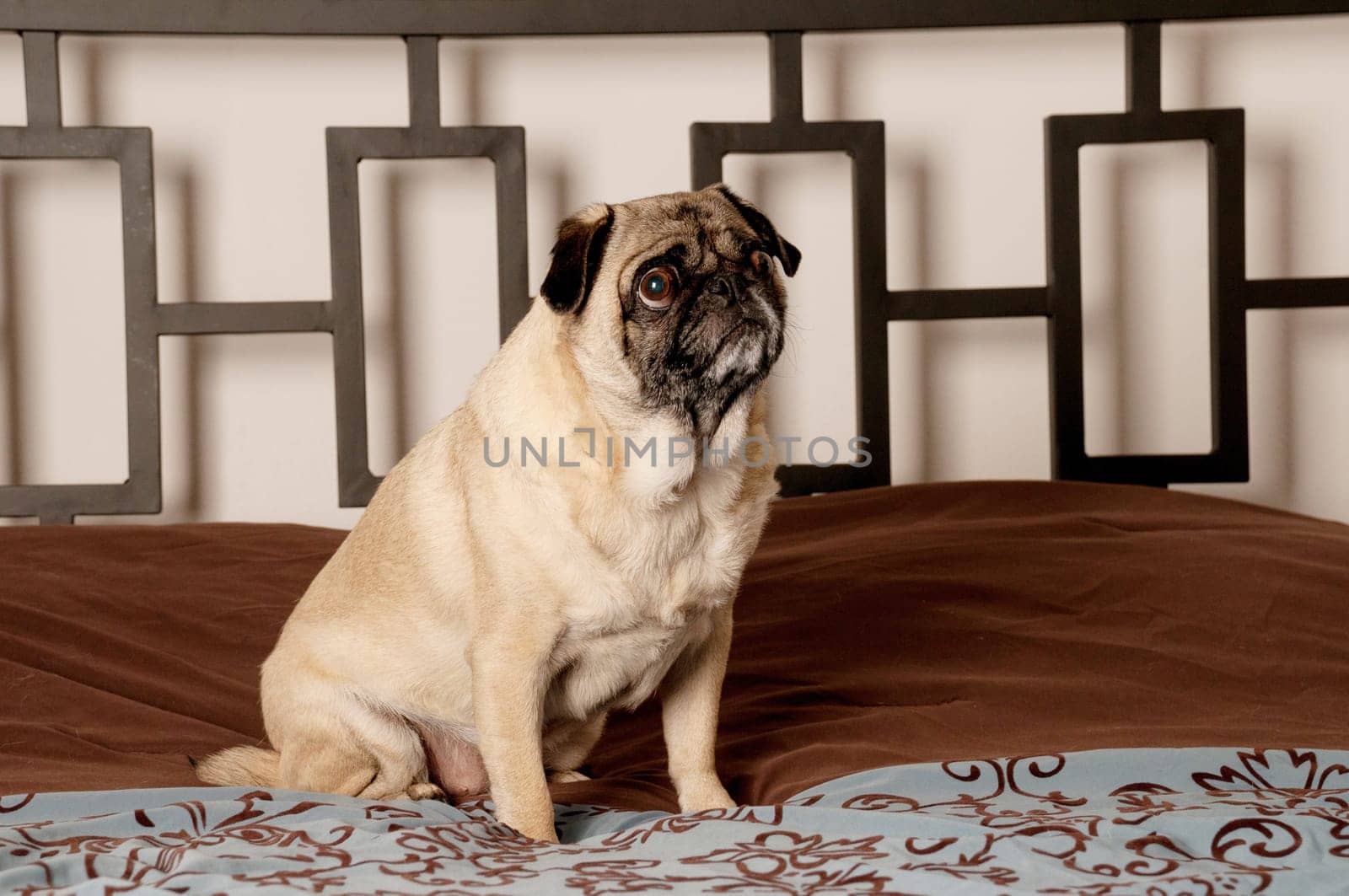 Pug Sitting Down on Bed
