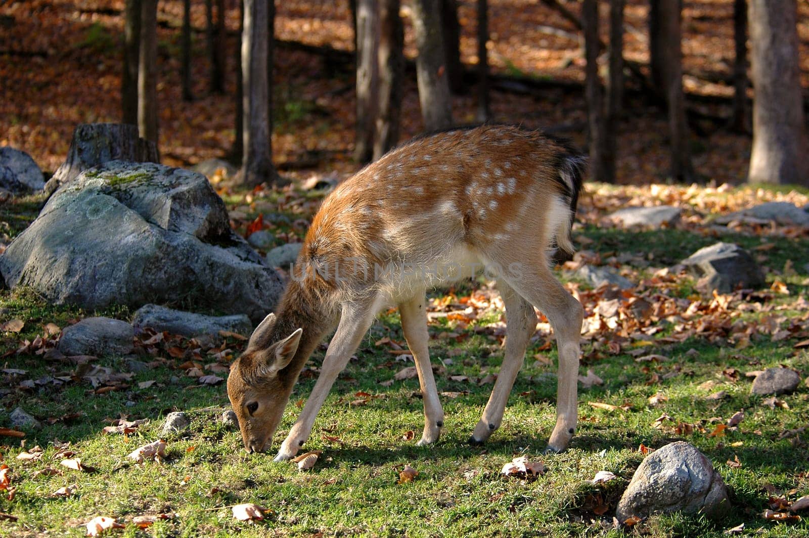 deer bambi eating some grass in nature