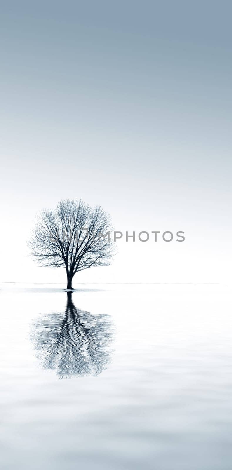winter snow and a single tree with reflection