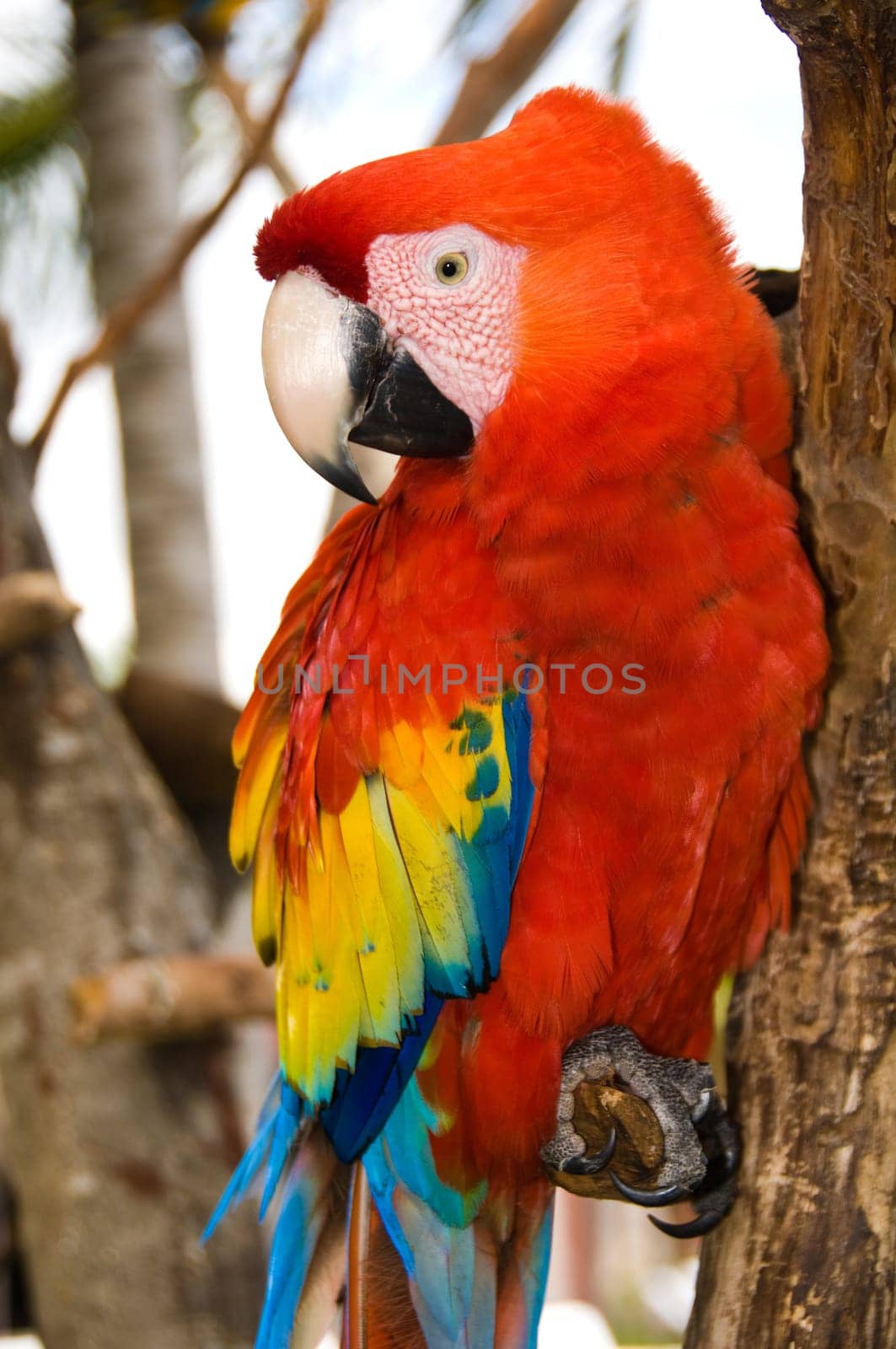 Red Parrot with yellow and blue feathers