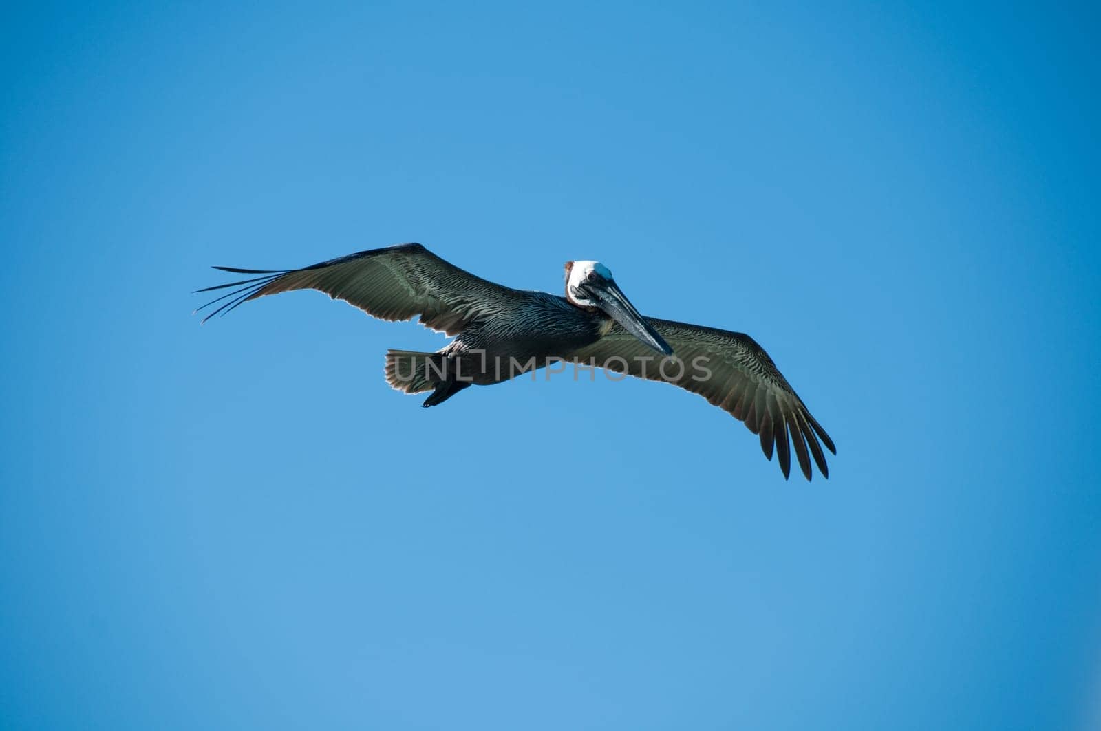 Pelican bird with a sky as a background
