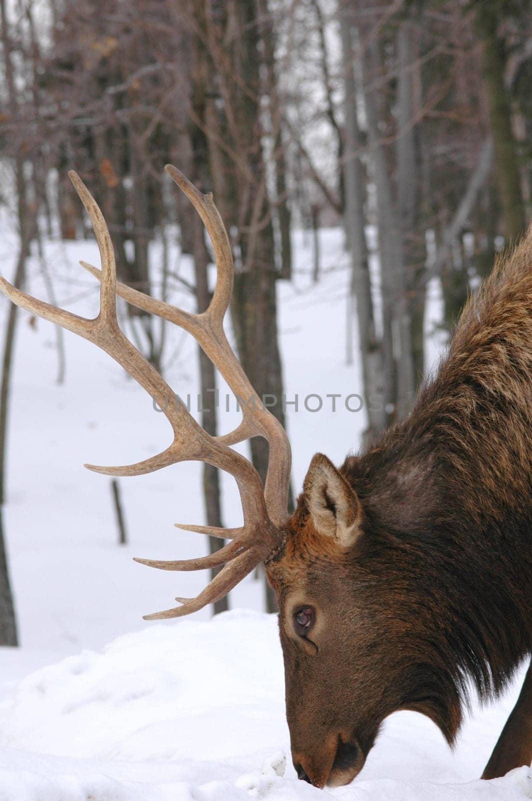 male buck with his antlers head shot