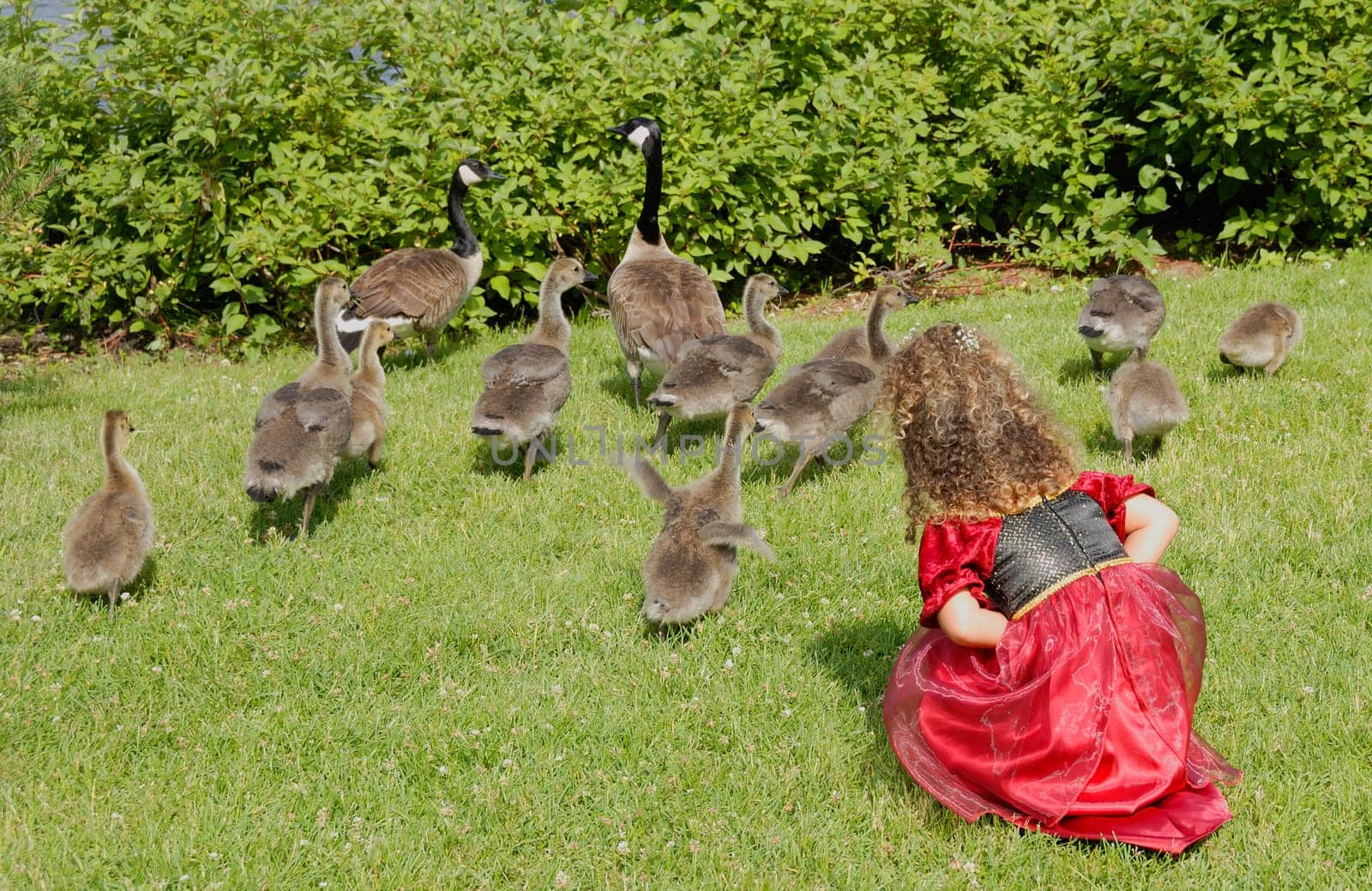 young girl looking at the geese and their babies