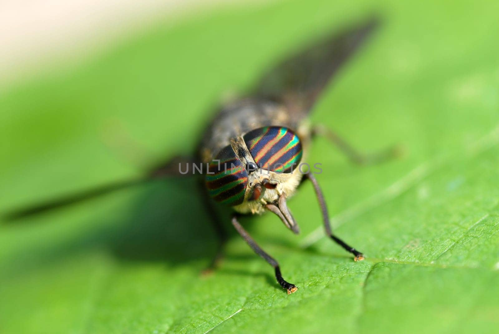 fly on green leaf