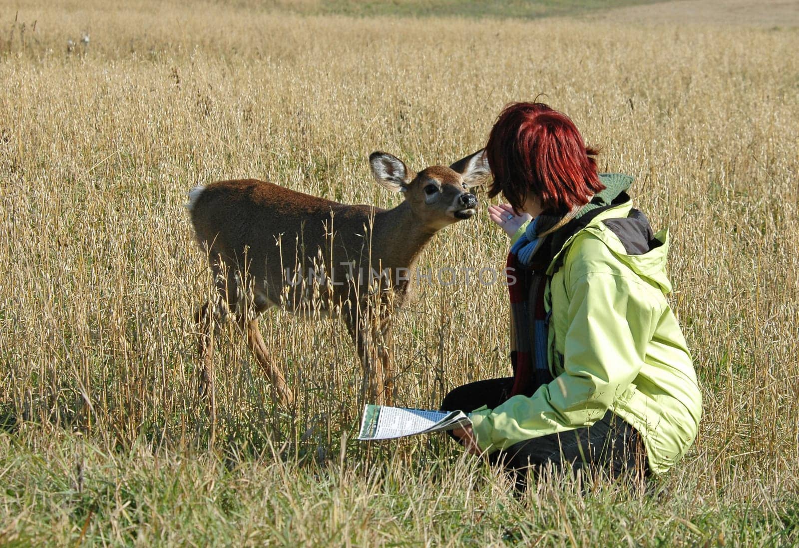 deer in a field getting close to a girl for food