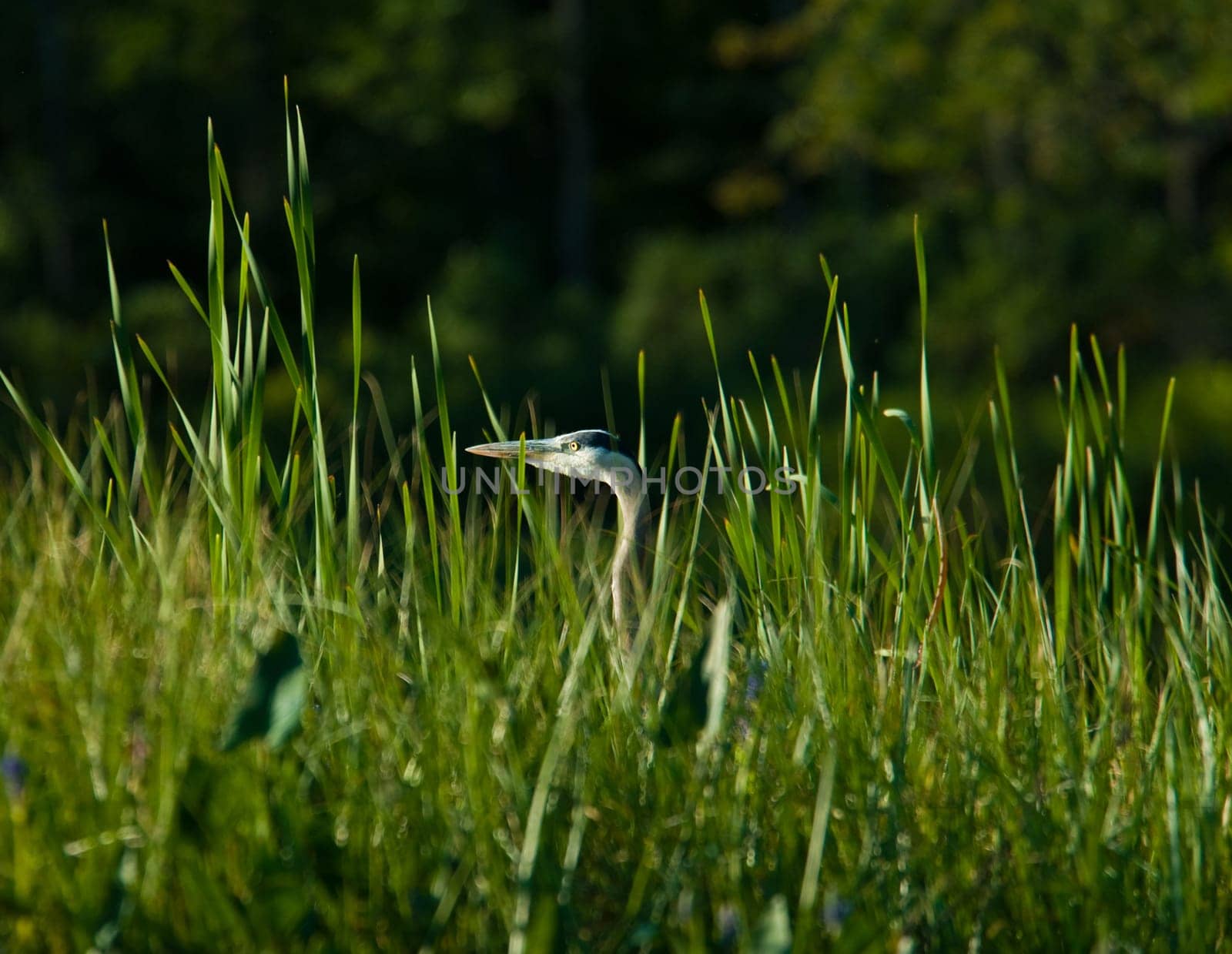 a heron in some tall grass fishing