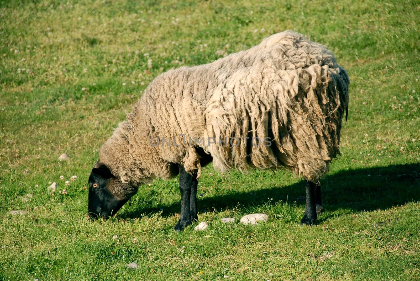 sheep eating grass