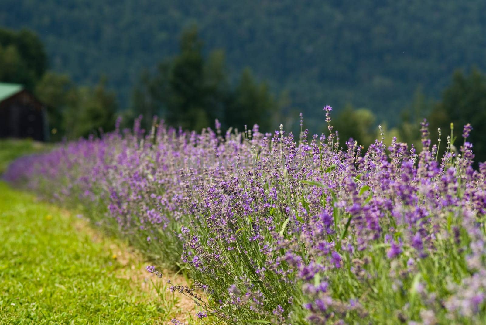 a field of lavender in france with some purple
