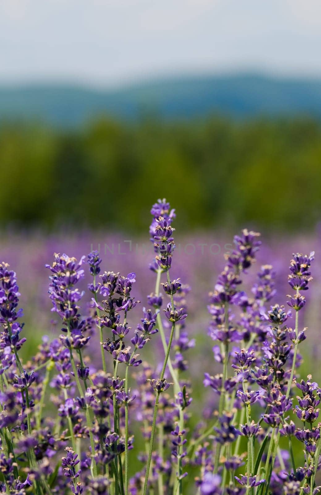 a field of lavender in france with some purple