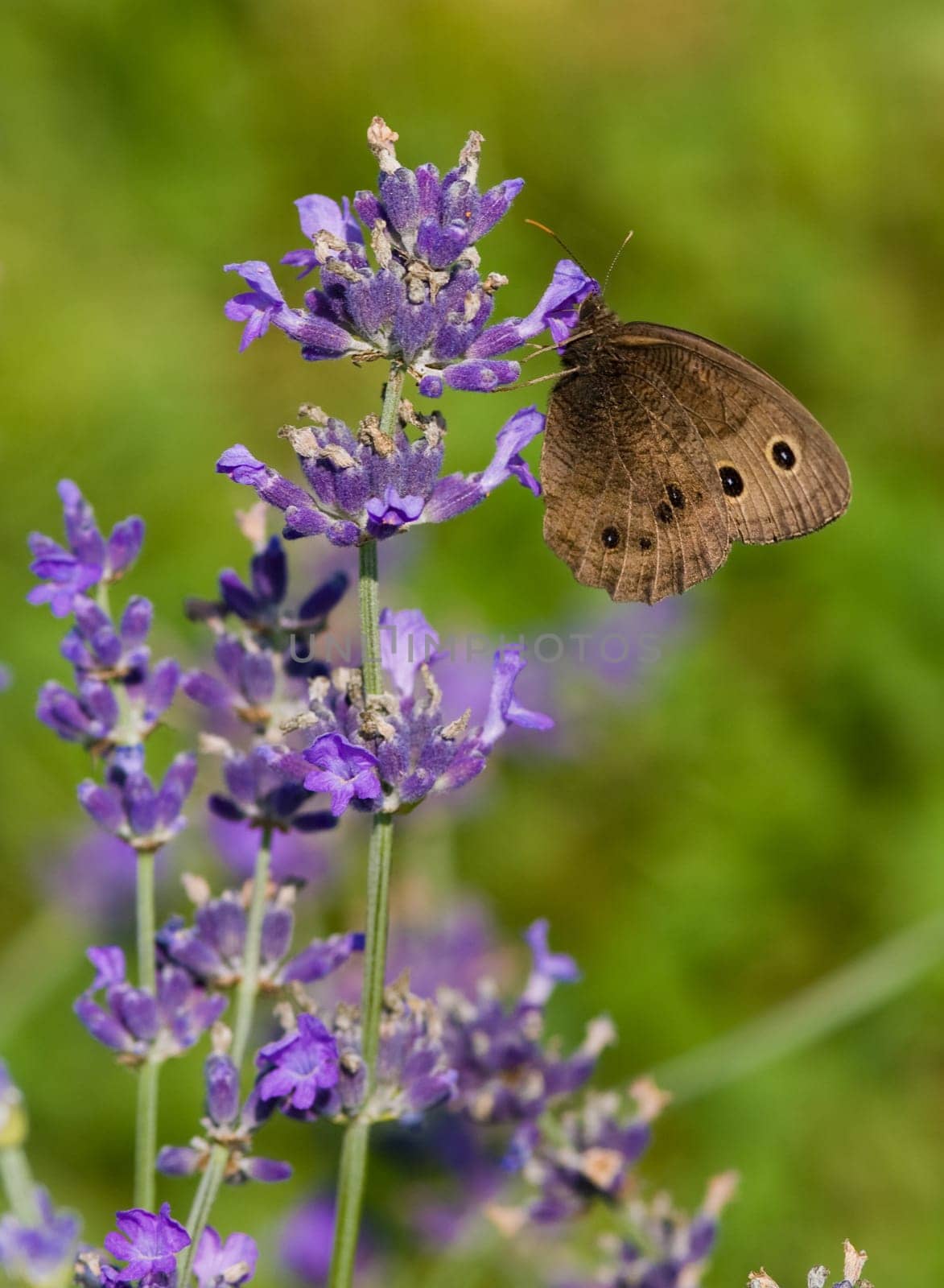 a field of lavender in france with a butterfly
