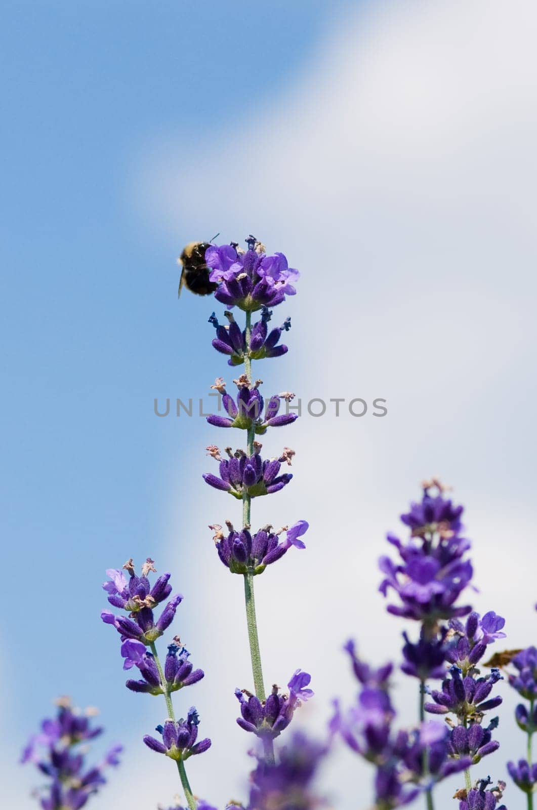 a field of lavender in france with some purple