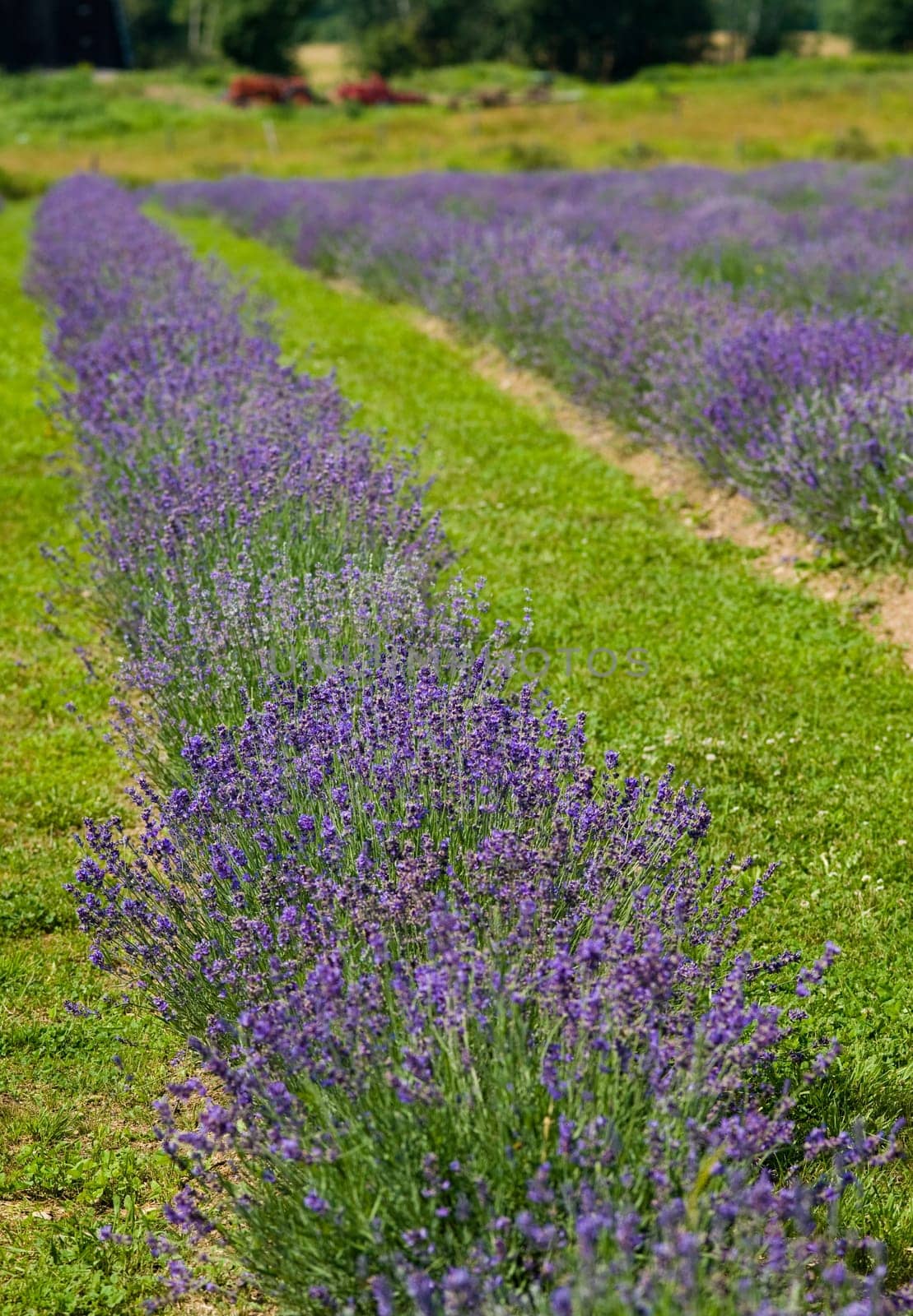 a field of lavender in france with some purple