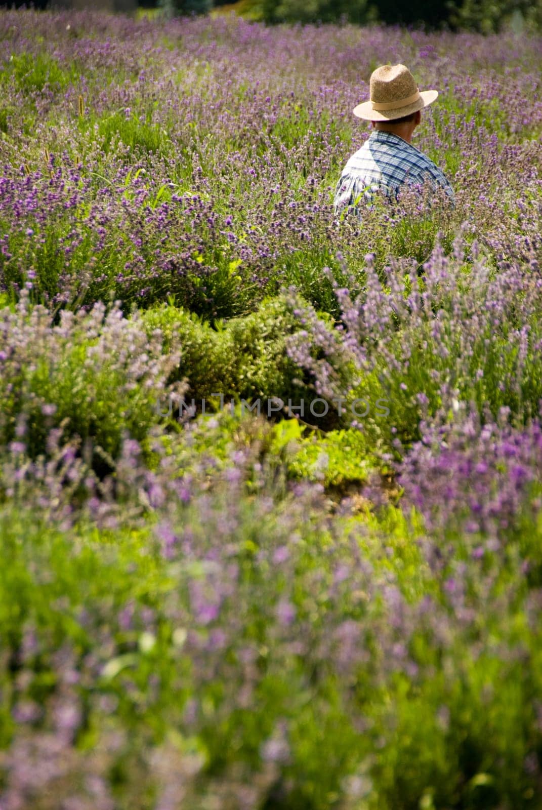 a field of lavender in france with some purple
