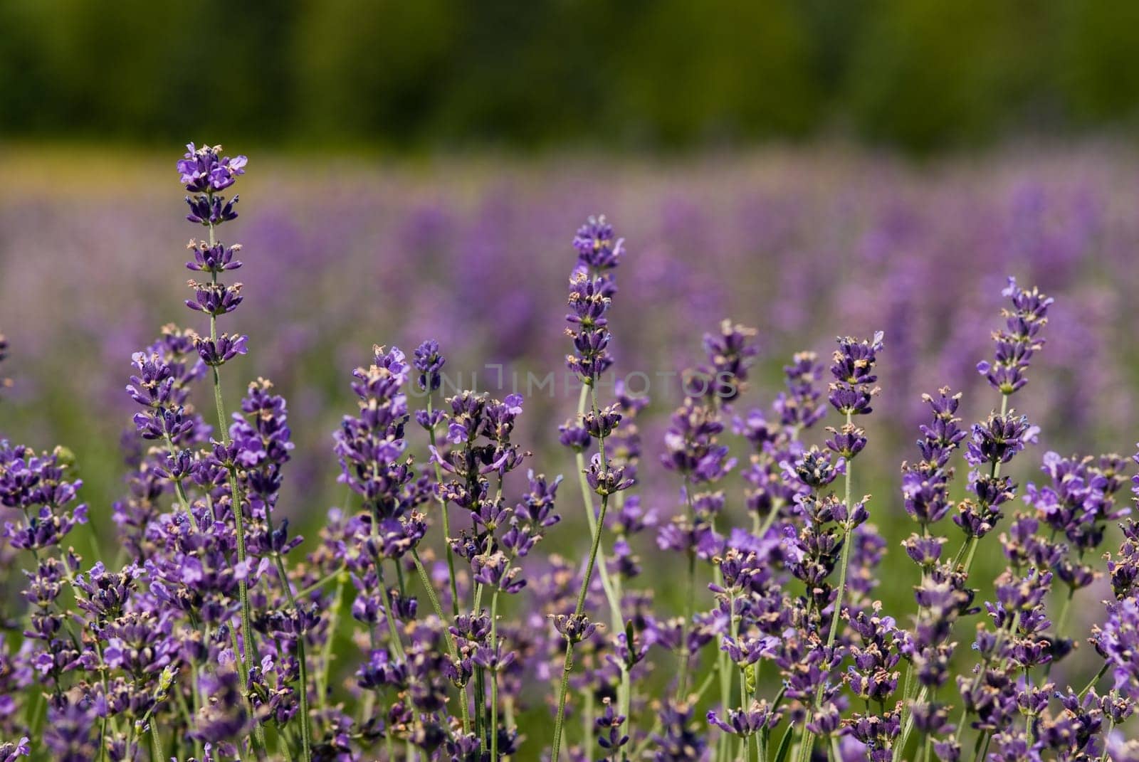 a field of lavender in france with some purple