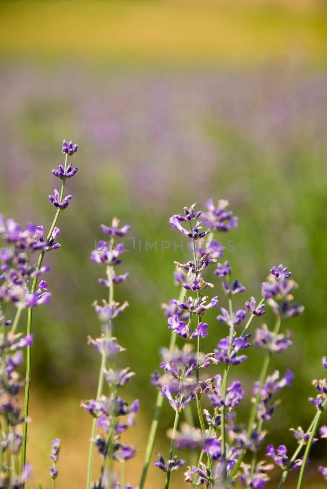 a field of lavender in france with some purple