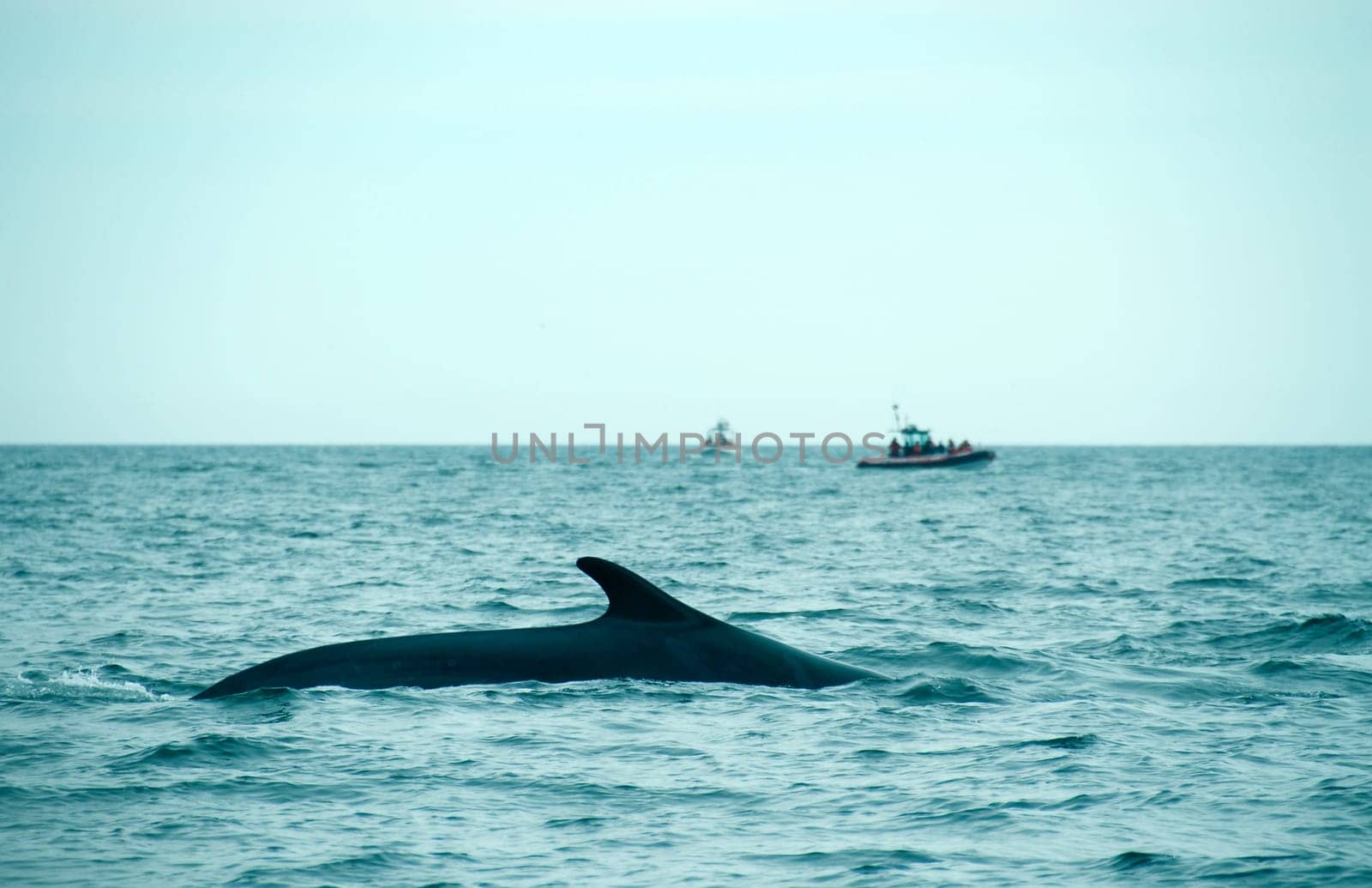sperm whale in the St-Laurence