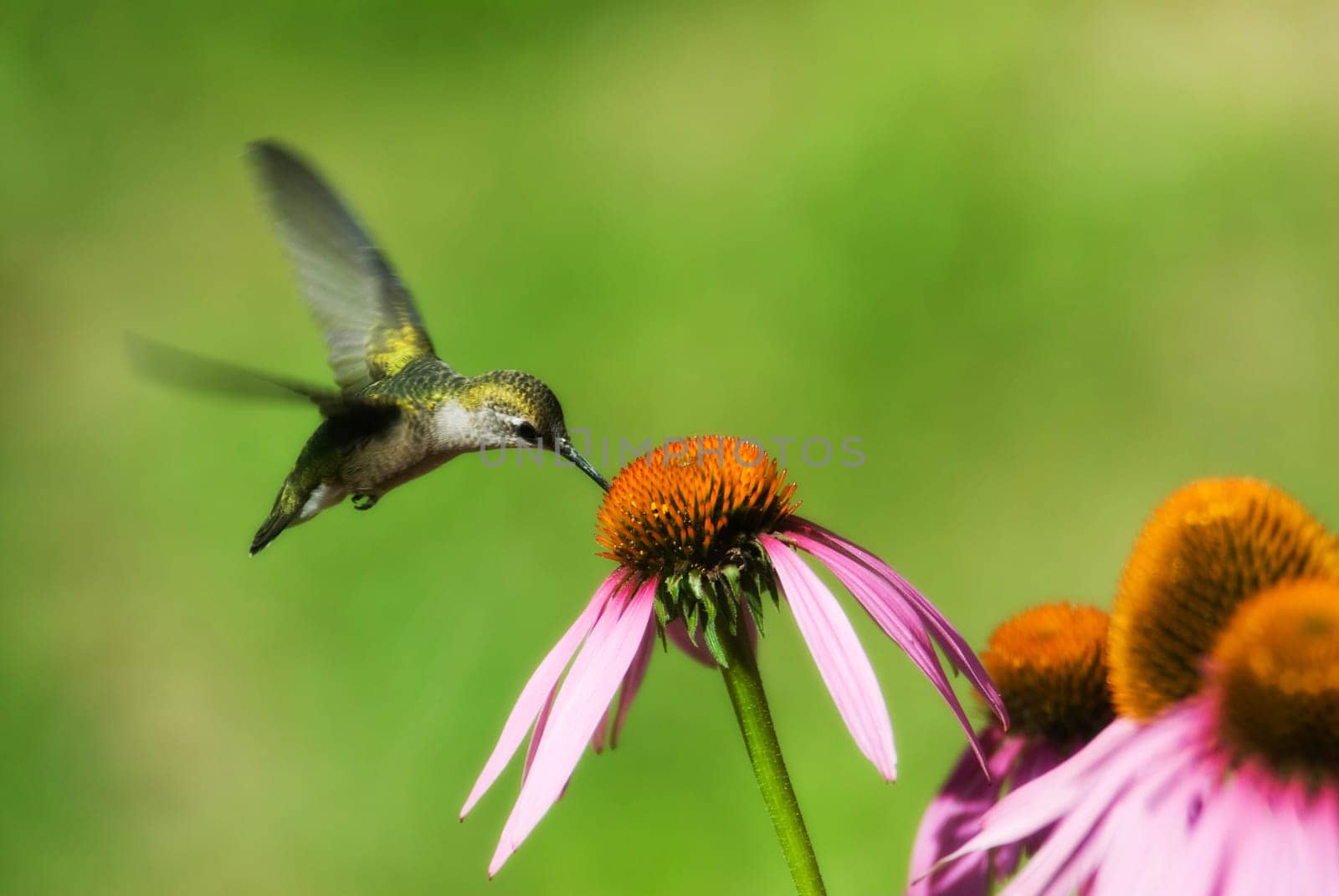 A humming bird in some pink flowers eating