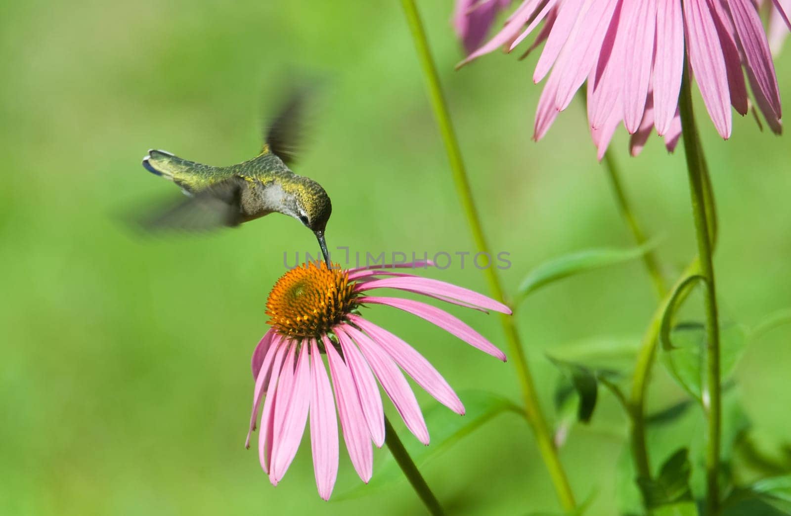 A humming bird in some pink flowers eating