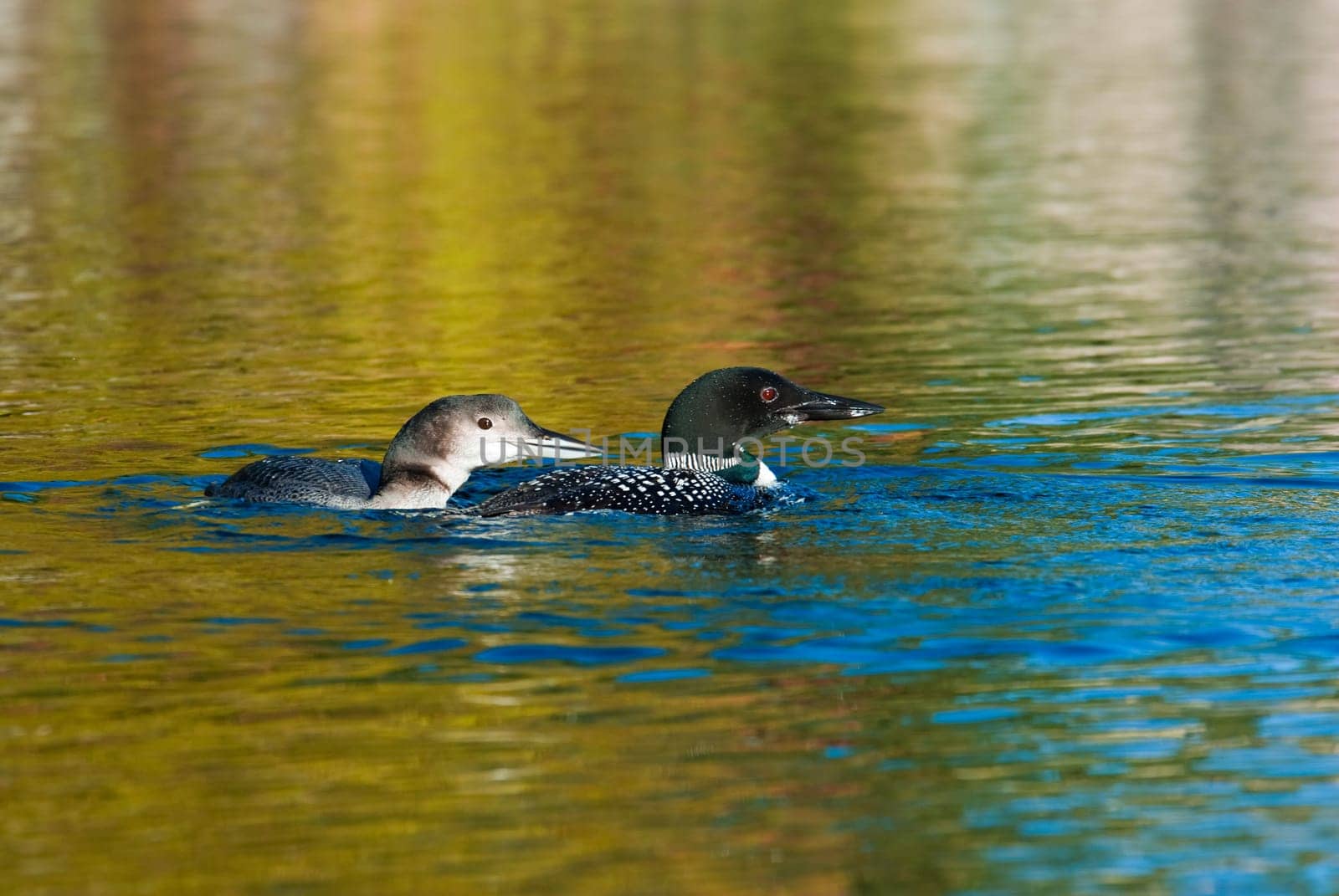 Adult loon and chick on a blue lake in Canada