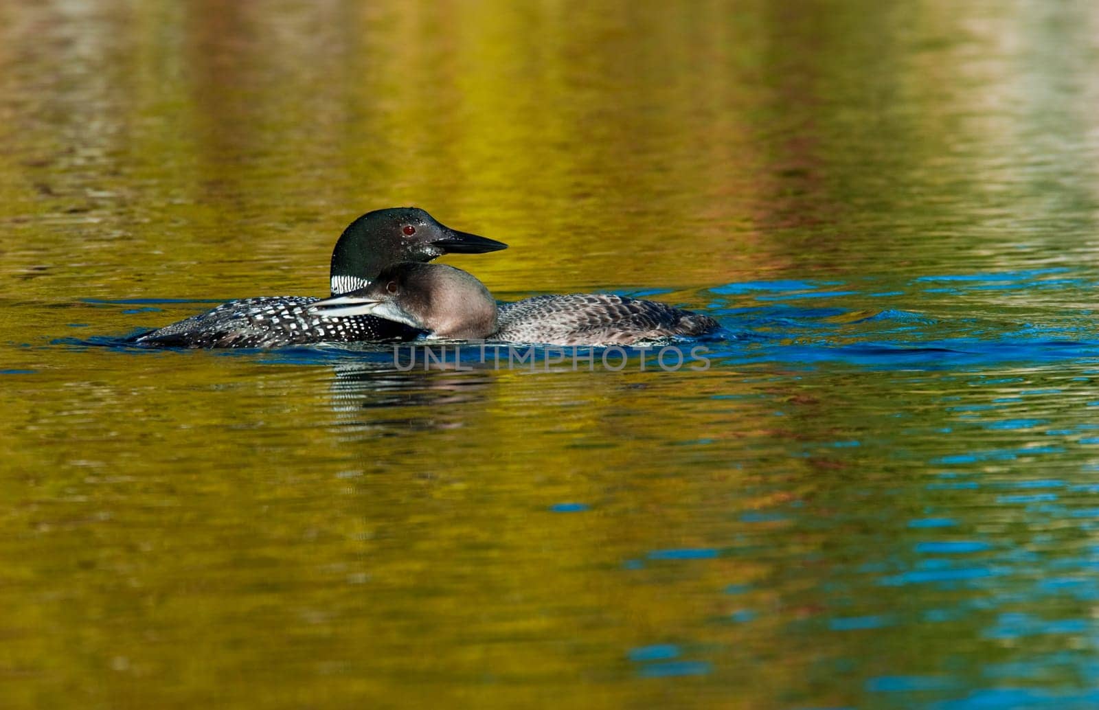Adult loon and chick on a blue lake in Canada