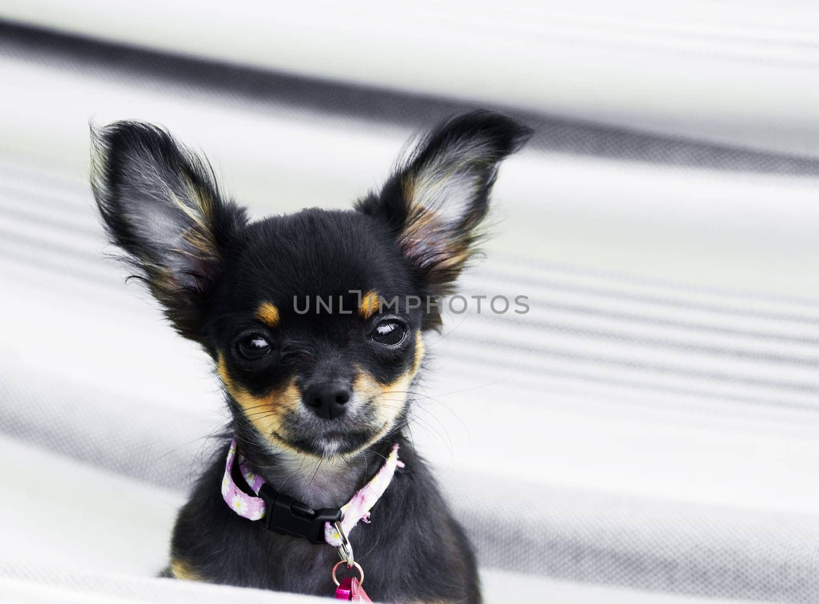 Chihuahua in a hammok being cute and a puppy