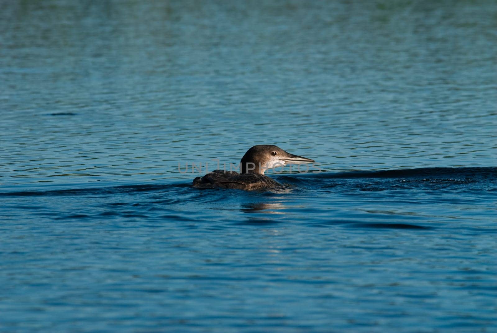 Young chick loon on a blue lake in Canada