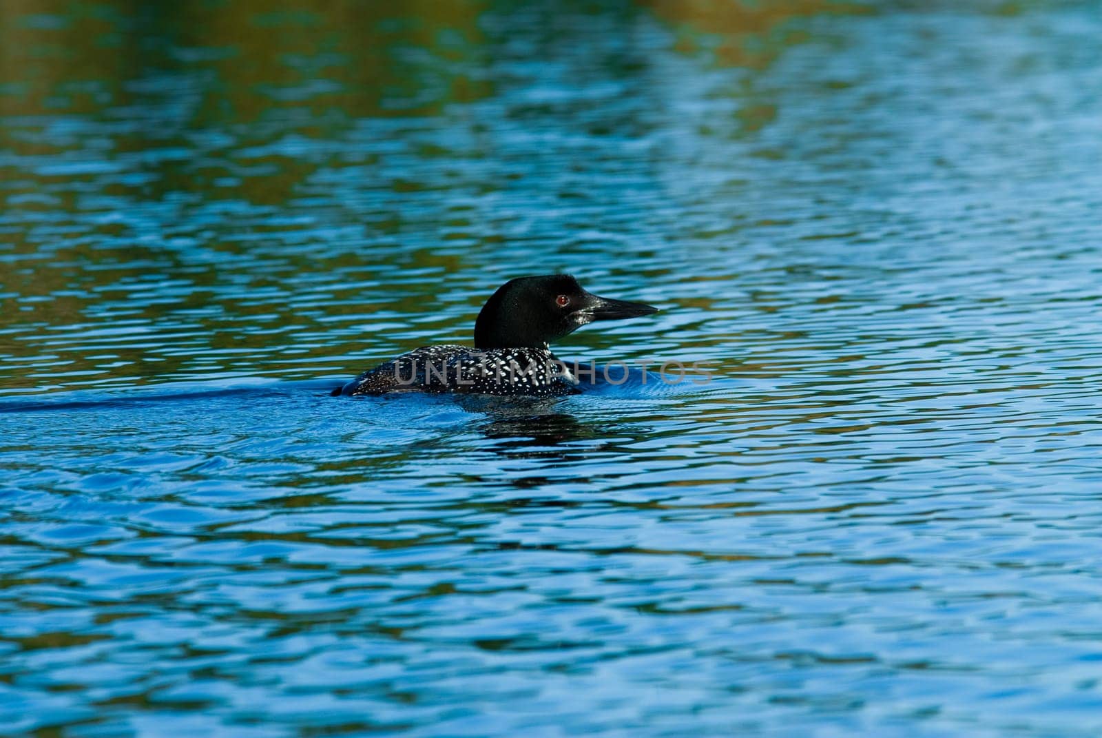 Adult loon on a blue lake in Canada