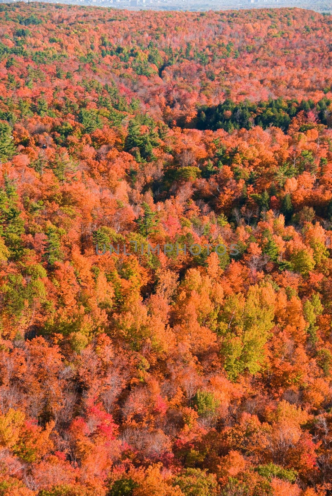 autumn forest viewed from above with lots of colors