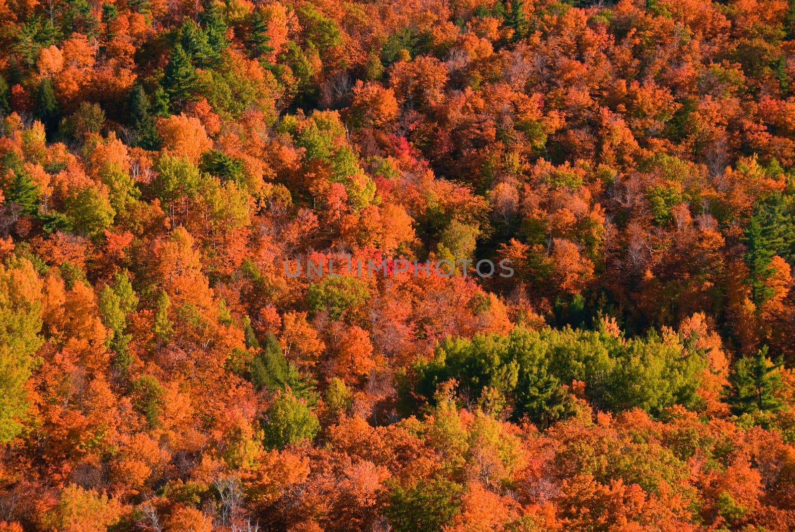 autumn forest viewed from above with lots of colors