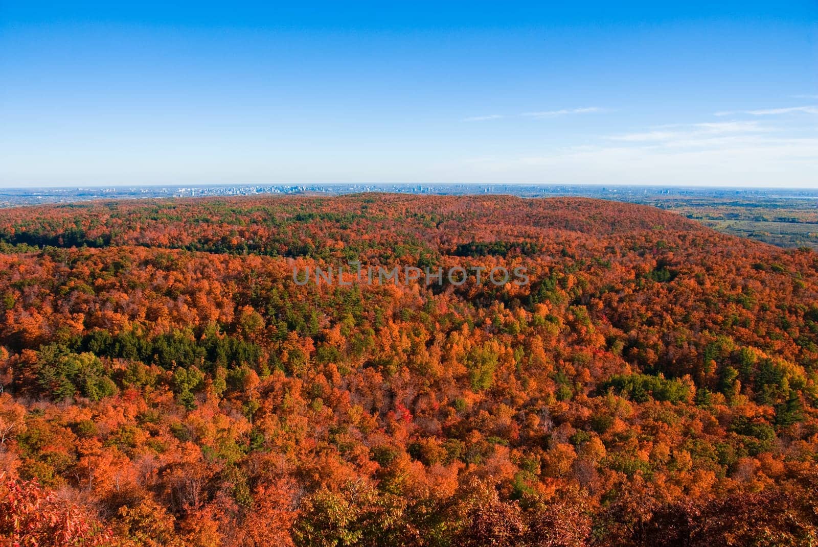 Fall colors in the canadian forest with sky