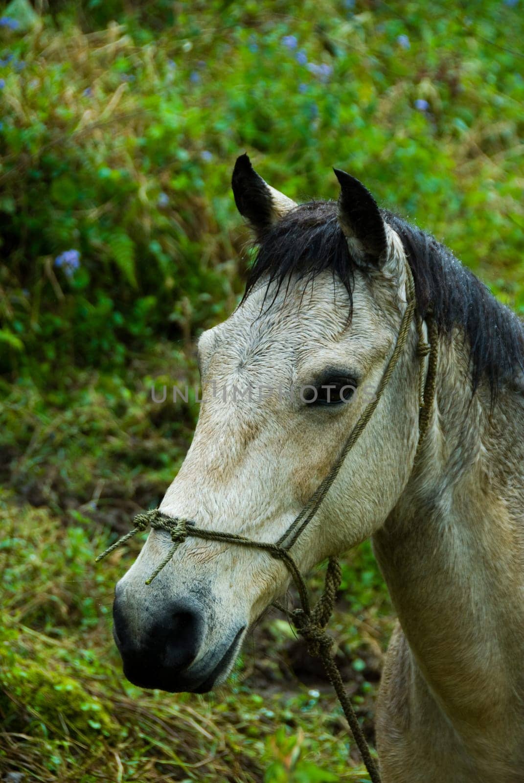 grey horse with some backgrond grass green