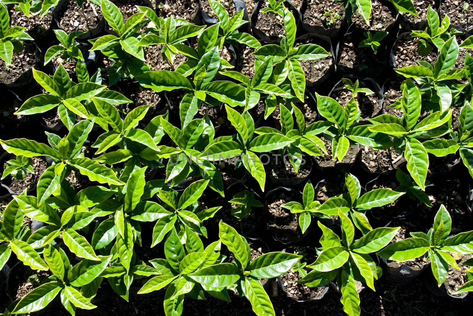 these are coffee plants ready to be put in the ground