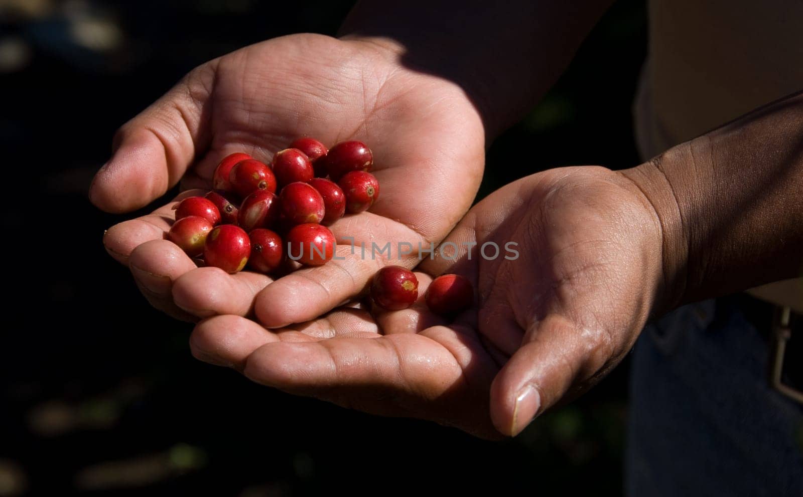 coffe beans open in a hand in the sun
