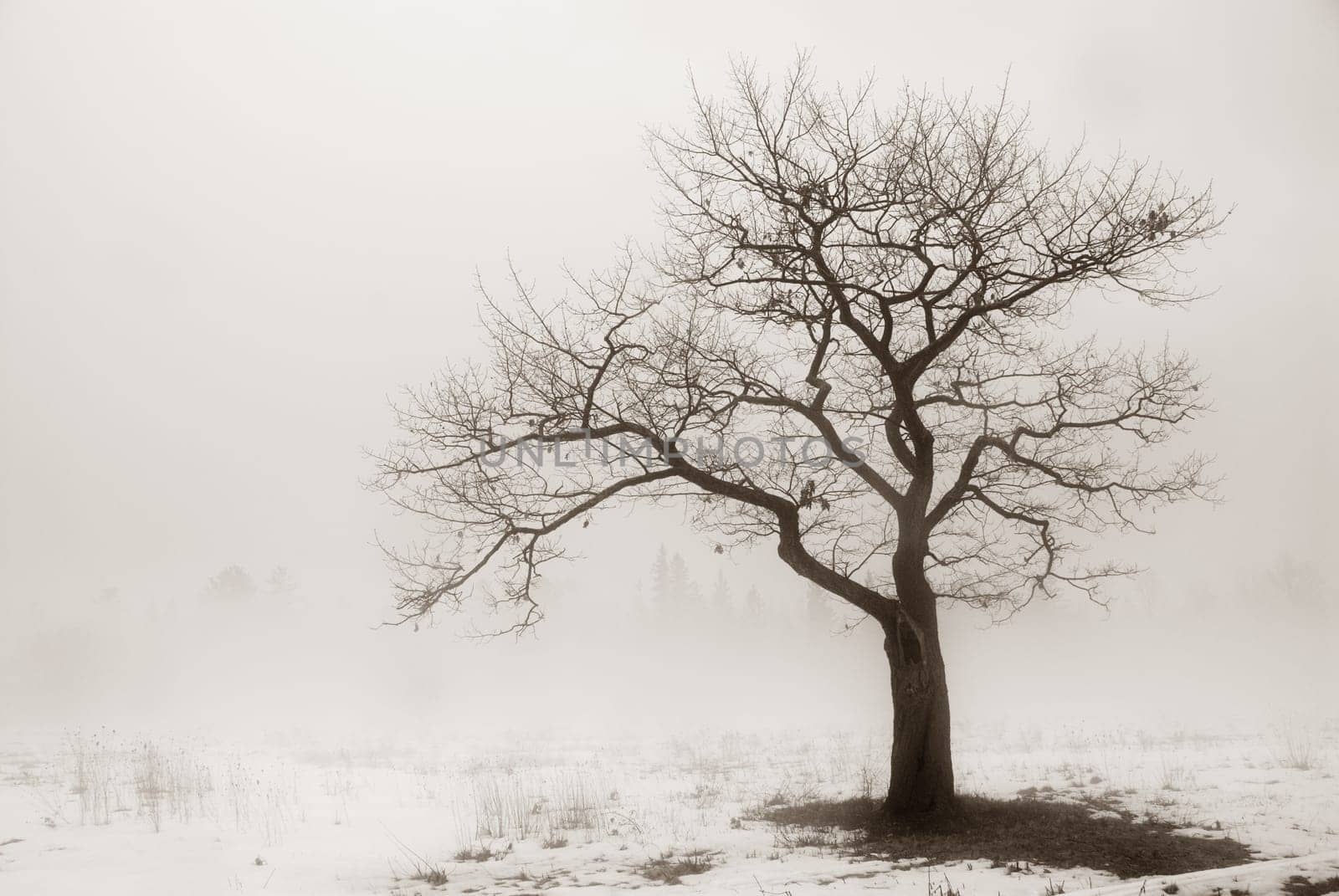 A single tree in the moring mist and fog