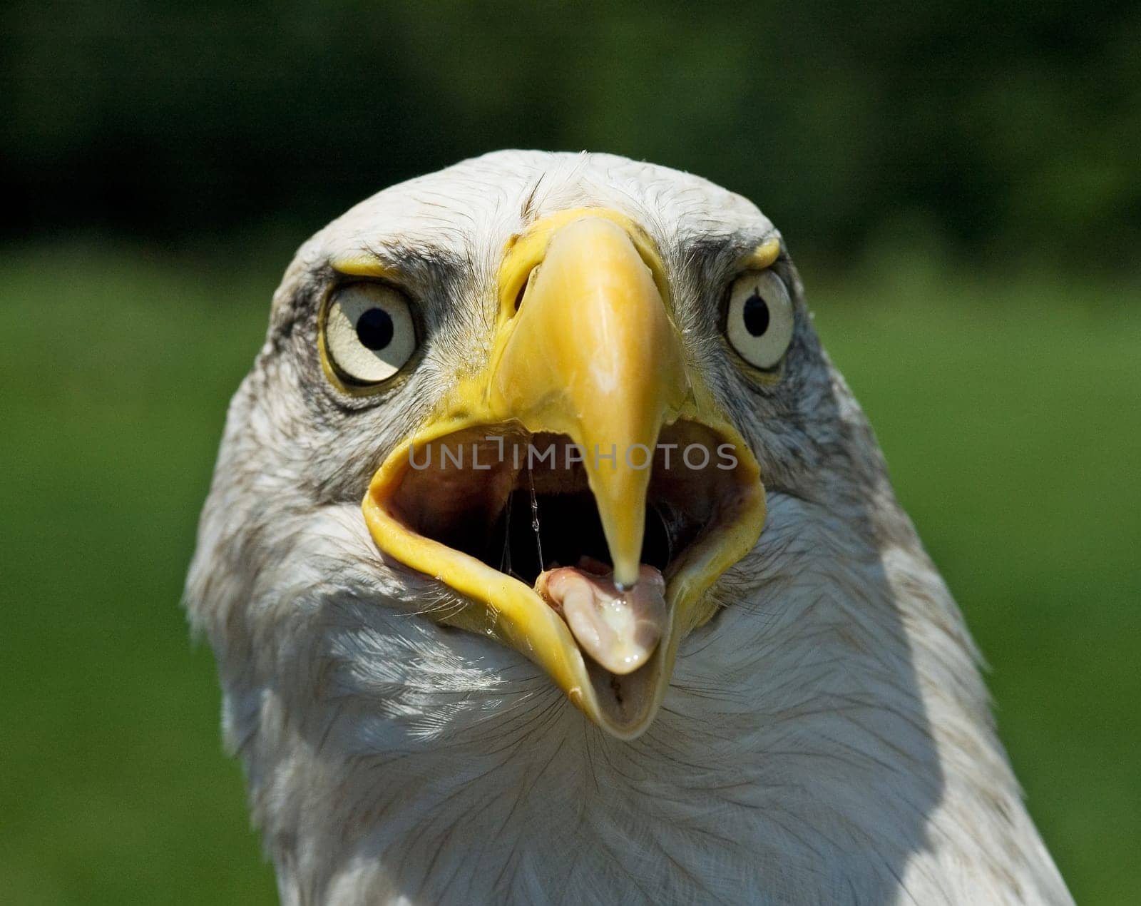 screaming eagle