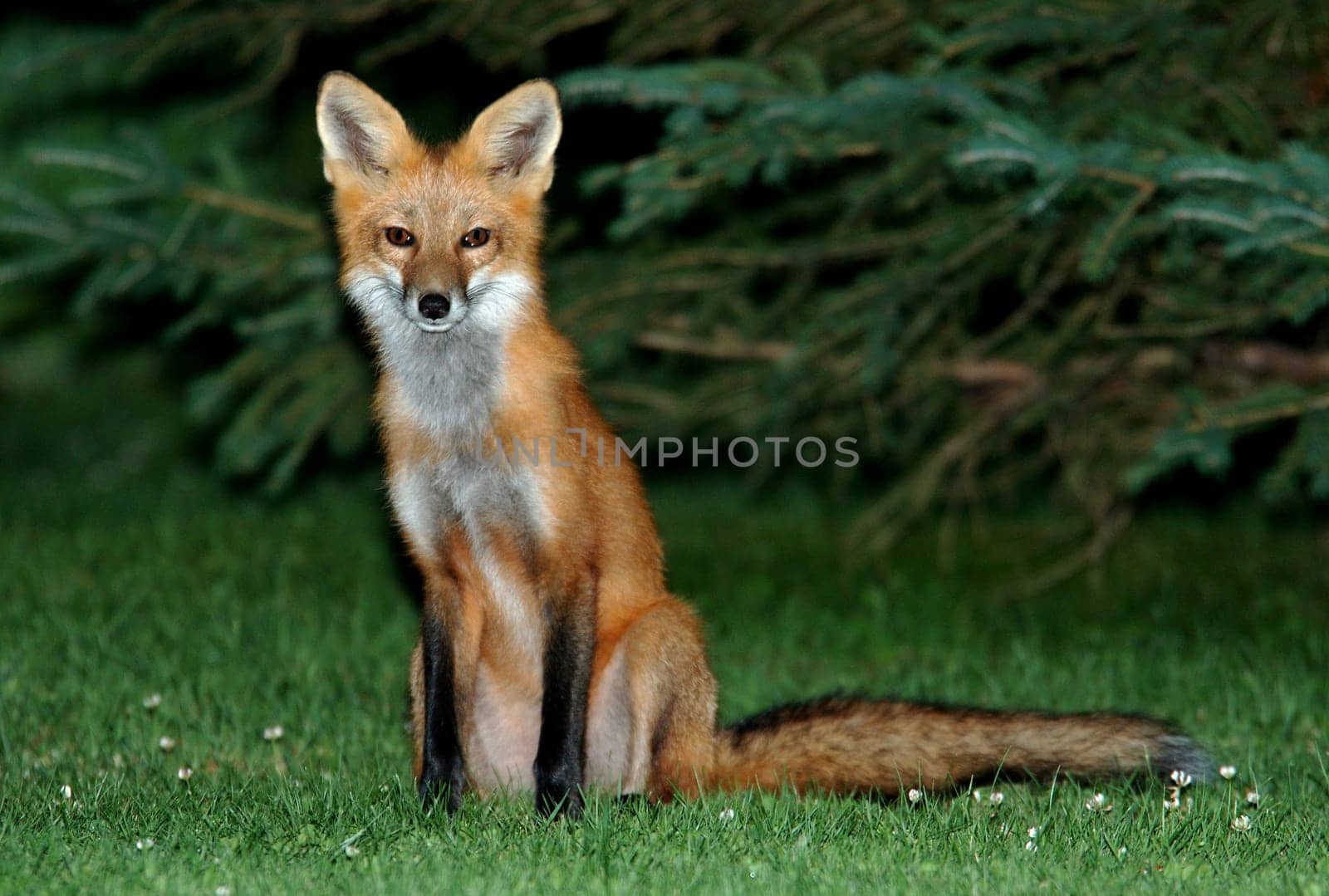 fox1