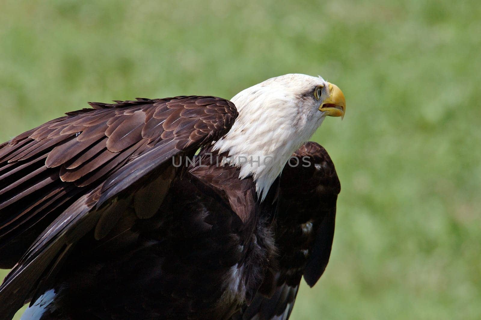 Bald eagle taking off