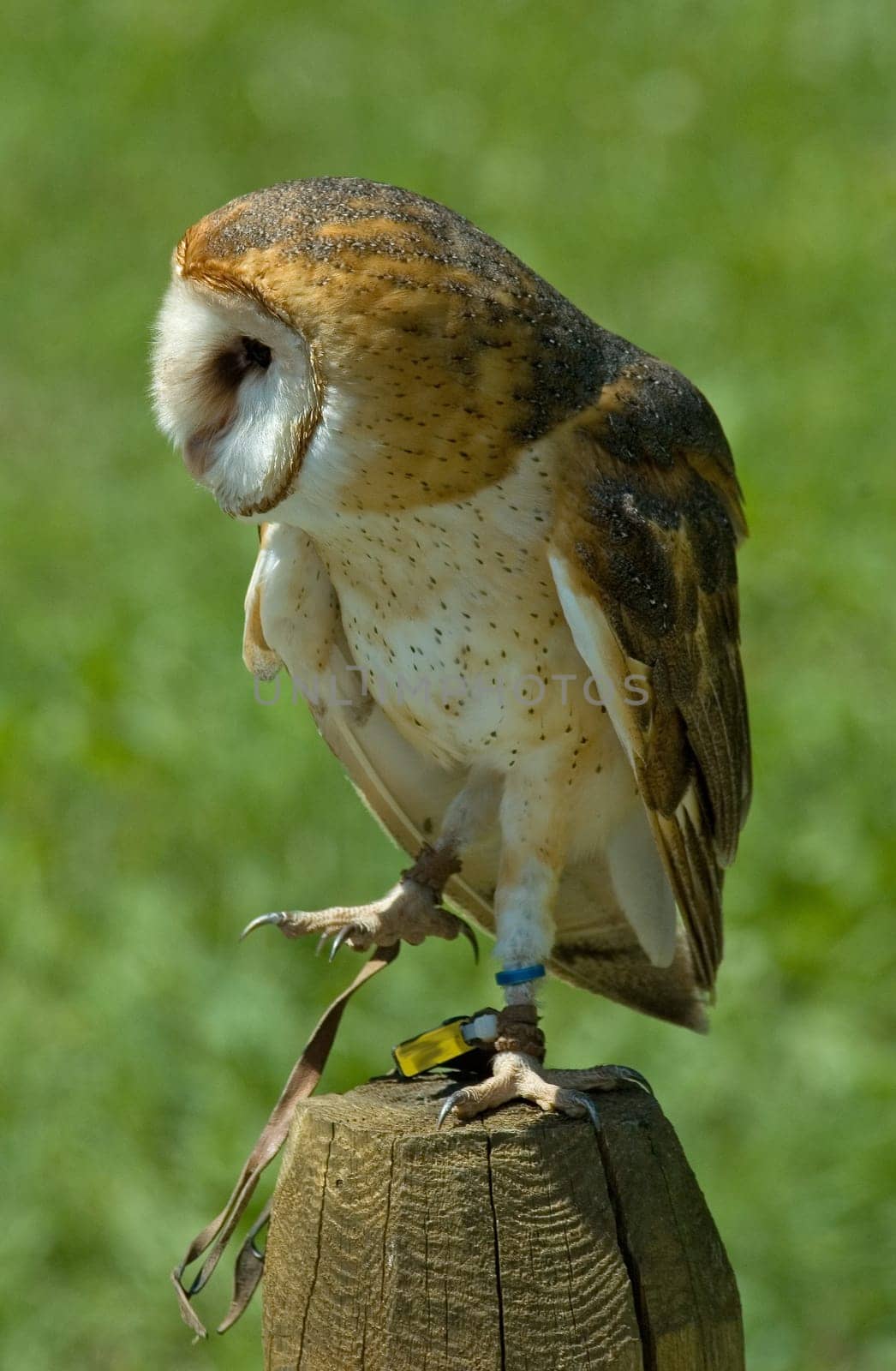 owl waiting on a stump
