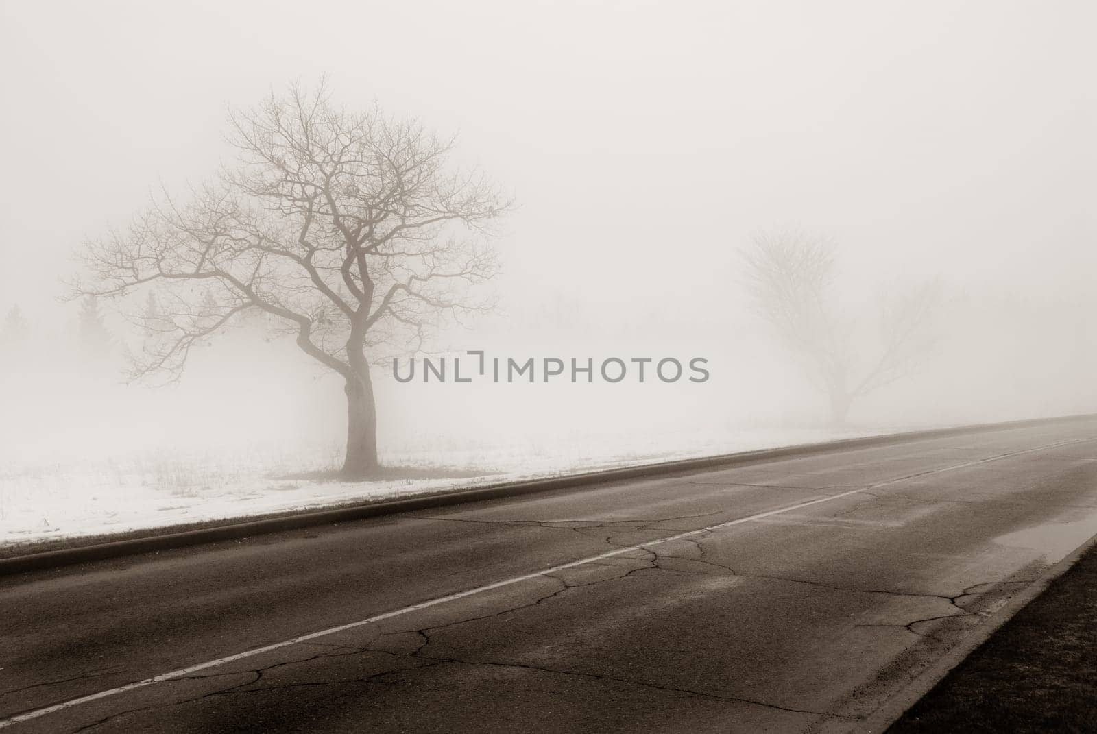 a lonely tree by the side of the road