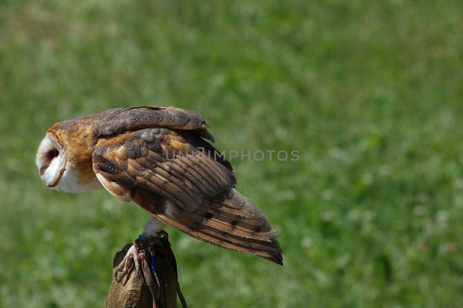 staring on a stump