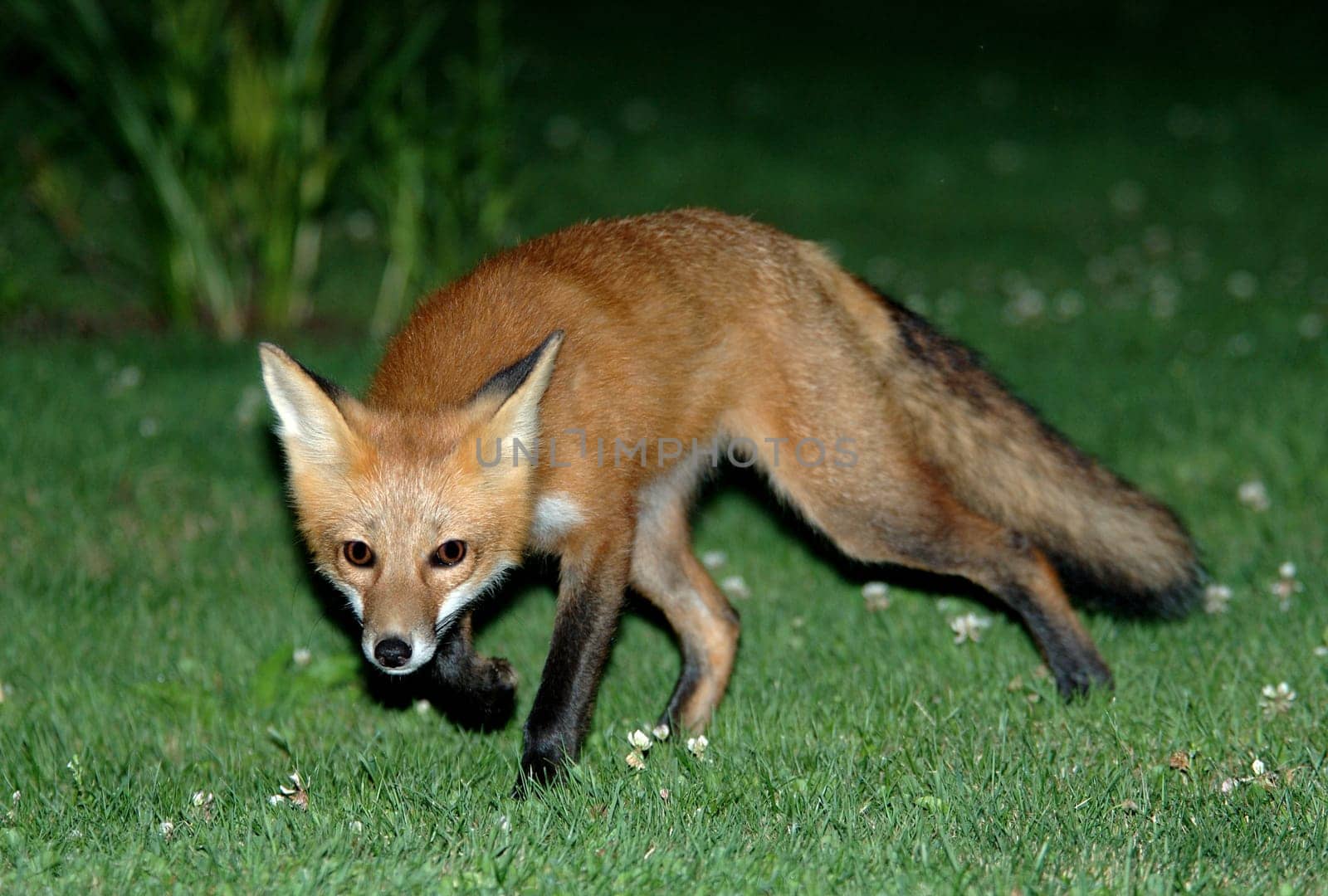 fox2