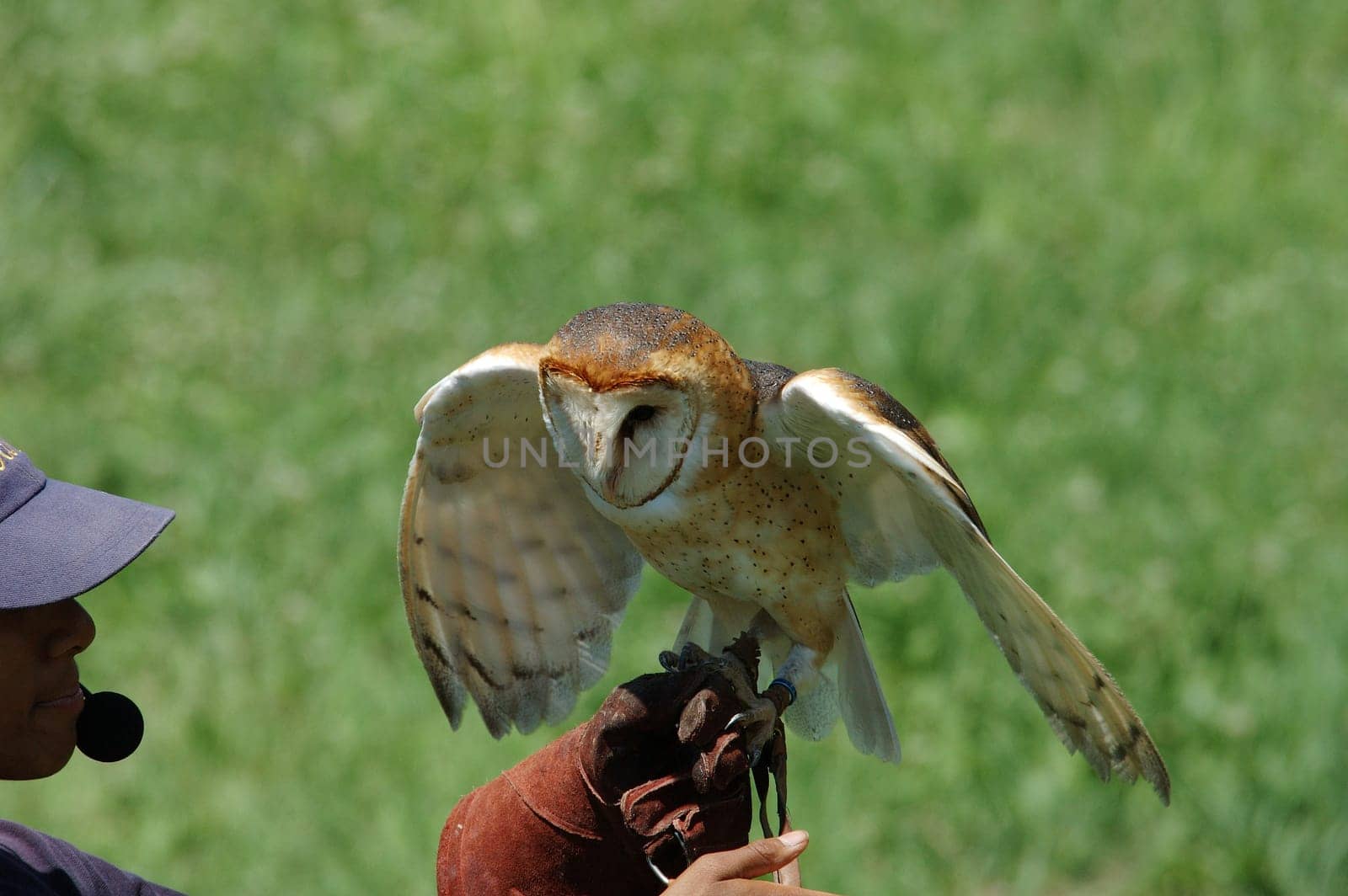 owl on trainer's glove