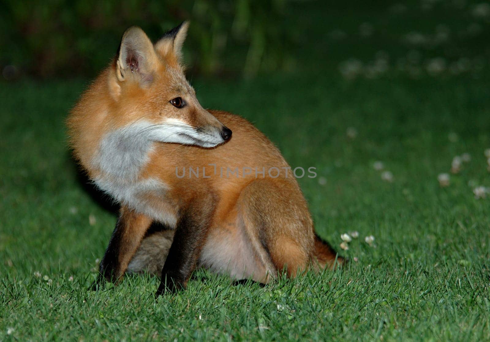 fox3